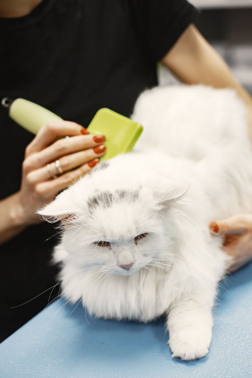 Pet Grooming