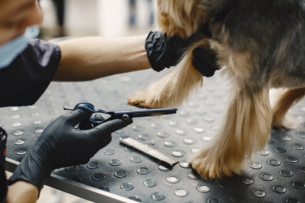 Pet Grooming